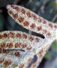 Pleopeltis thyssanolepis