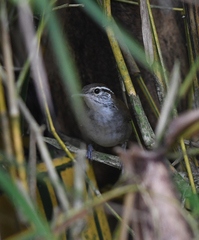 Thryophilus nicefori