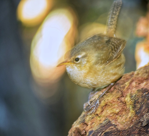 Socorro Wren (Troglodytes sissonii), photo 7