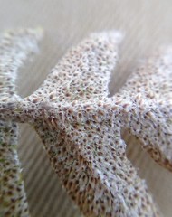 Pleopeltis thyssanolepis