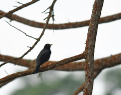 Turdus flavipes