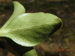 Coprosma serrulata