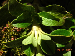 Coprosma serrulata