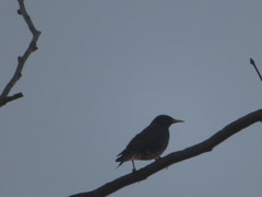 Sturnus vulgaris