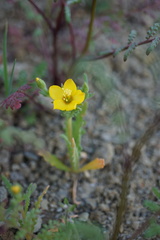 Mentzelia affinis
