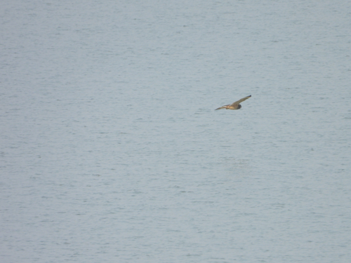 Short-eared Owl