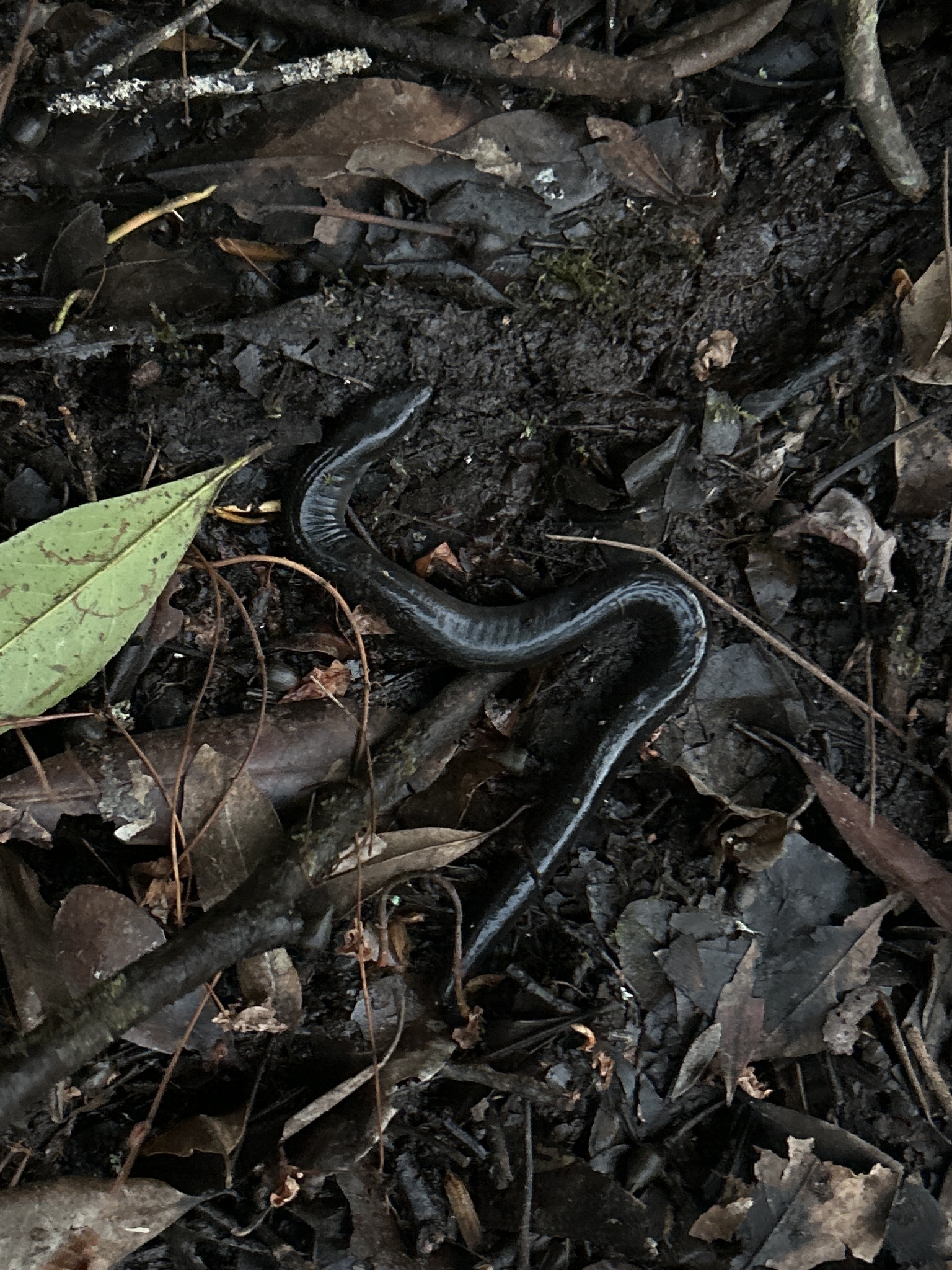 Amphiuma means Garden, 1821