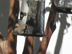 Haemorhous mexicanus