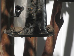 Haemorhous mexicanus