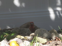 Haemorhous mexicanus