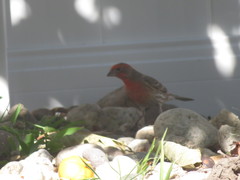 Haemorhous mexicanus