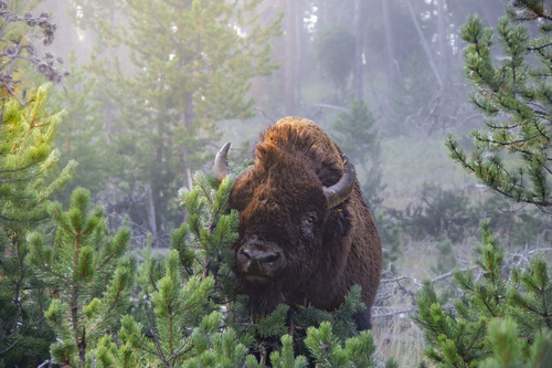 Plains Bison photographed in Wyoming