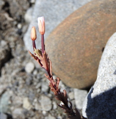 Epilobium melanocaulon