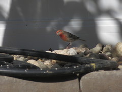 Haemorhous mexicanus