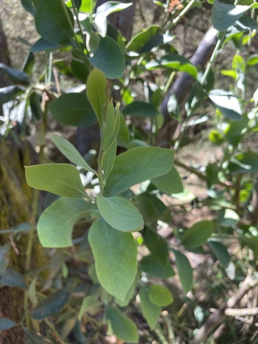 hop bitter-pea (Daviesia latifolia)