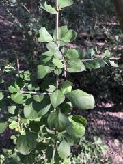 Randia obcordata