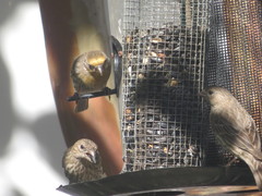 Haemorhous mexicanus