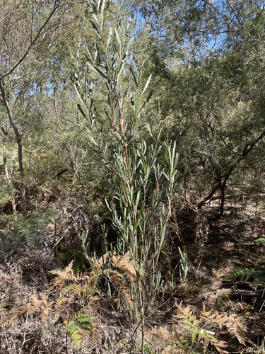 Hop wattle (Acacia stricta)