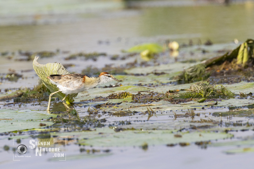 iNaturalist image