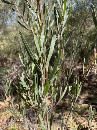 Acacia stricta, photograph 6