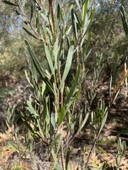 Acacia stricta, photograph author not stated, no rights reserved