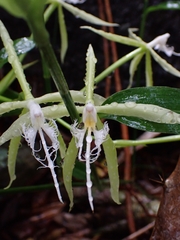 (c) Kurt Miller, some rights reserved (CC BY-SA) Epidendrum ciliare, photograph (c) Kurt Miller, some rights reserved (CC BY-SA)