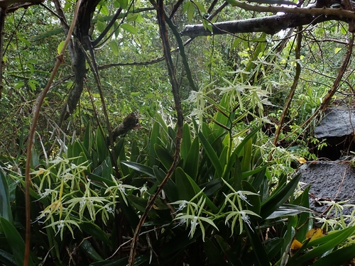 Epidendrum ciliare, photograph 4