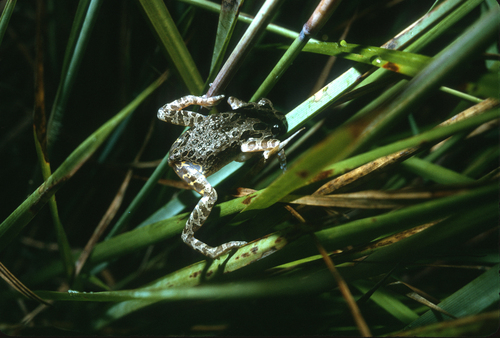 Marbled Running Frog, Kassina maculosa