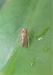 Agalliini