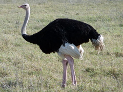 Struthio camelus massaicus