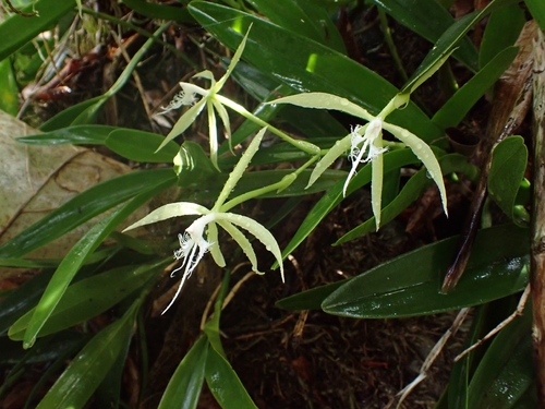 Epidendrum ciliare, photograph 5
