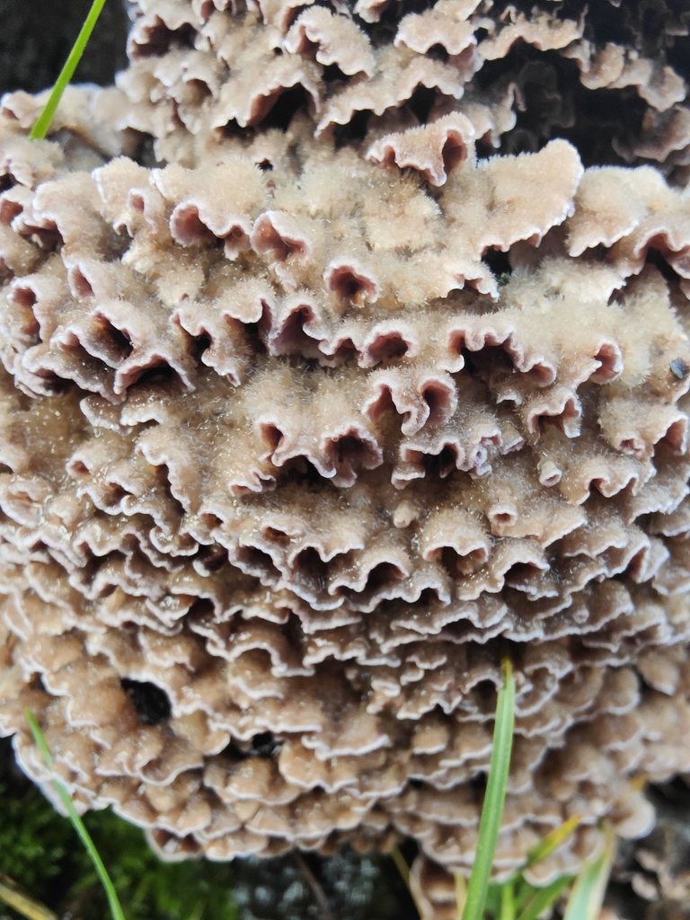 Chondrostereum purpureum · February 2026 · photo: © rachel467 (iNaturalist, cc0)