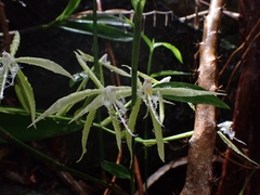 Epidendrum ciliare, photograph (c) Kurt Miller, some rights reserved (CC BY-SA)