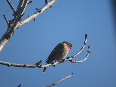 Haemorhous mexicanus