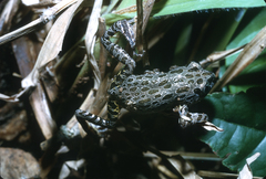 Marbled Running Frog photo 2