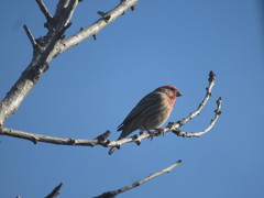 Haemorhous mexicanus