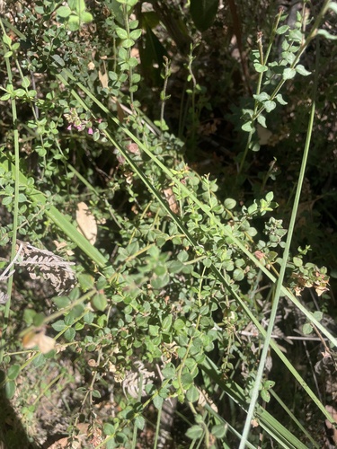 Pink-bells (Tetratheca ciliata)