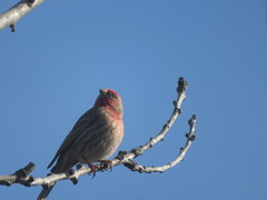 Haemorhous mexicanus