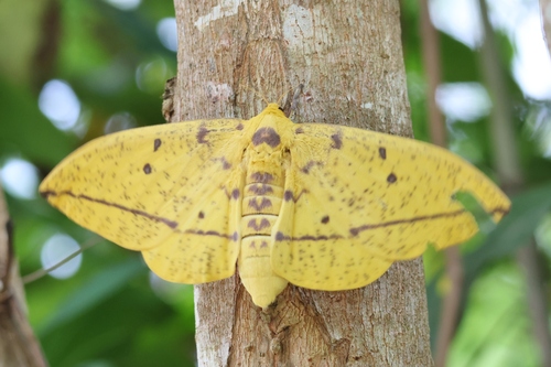 Imperial moth