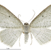 Native Cranberry Moth - Photo (c) Landcare Research New Zealand Ltd., some rights reserved (CC BY)