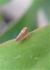 Agalliini