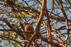 Haemorhous mexicanus