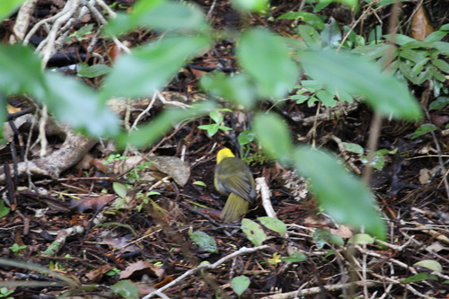 Yellowhead (Mohoua ochrocephala), photo 3