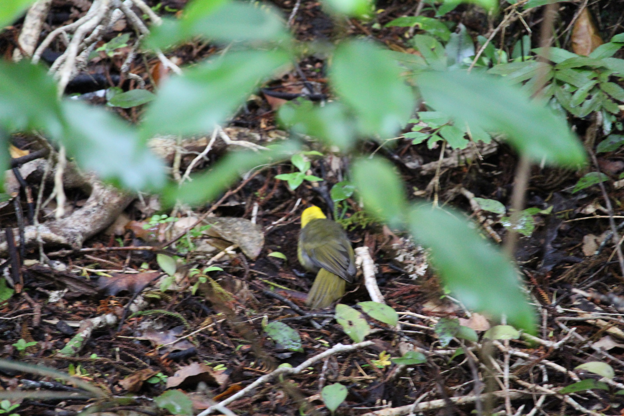 Yellowhead (Mohoua ochrocephala), photo 3