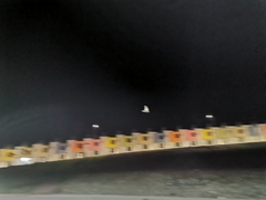 Chordeiles acutipennis