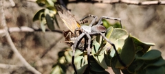 Palystes superciliosus