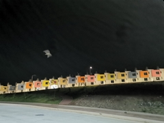 Chordeiles acutipennis