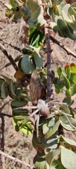 Palystes superciliosus