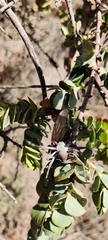 Palystes superciliosus