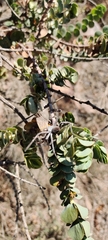 Palystes superciliosus
